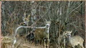 25 акта са съставени за месец на територията на РДГ