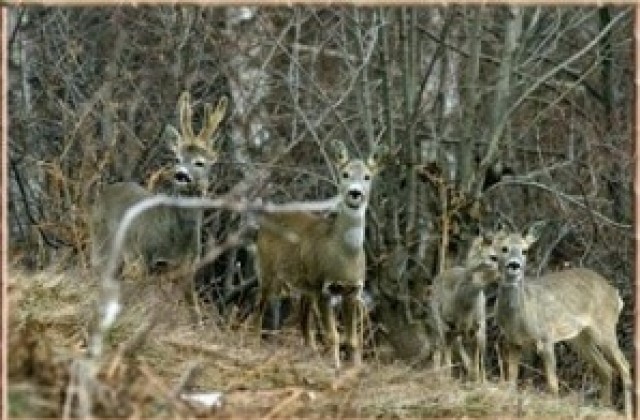 25 акта са съставени за месец на територията на РДГ- Кюстендил