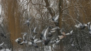 Предупреждават за поледици