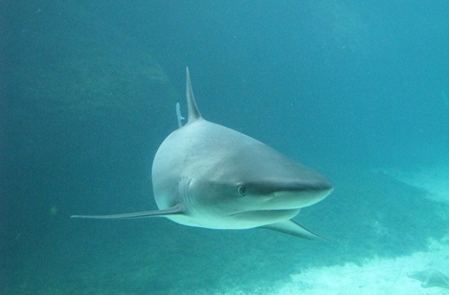 Акула причини смъртта на сърфист в Австралия