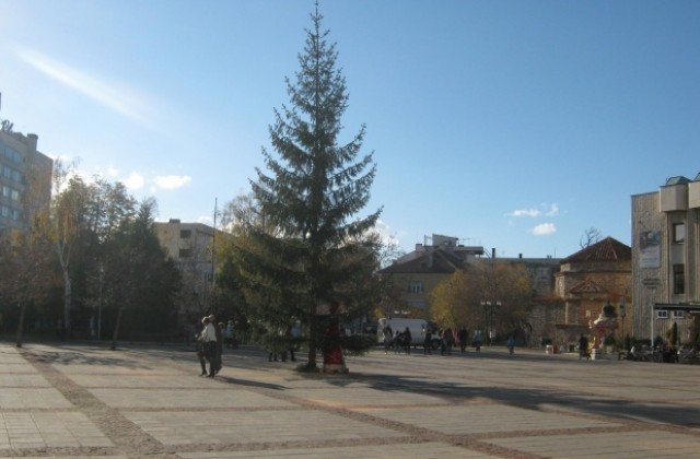 Коледната елха в Дупница ще грейне тази вечер