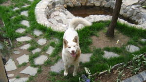 Възнаграждение за изгубено куче порода хъски