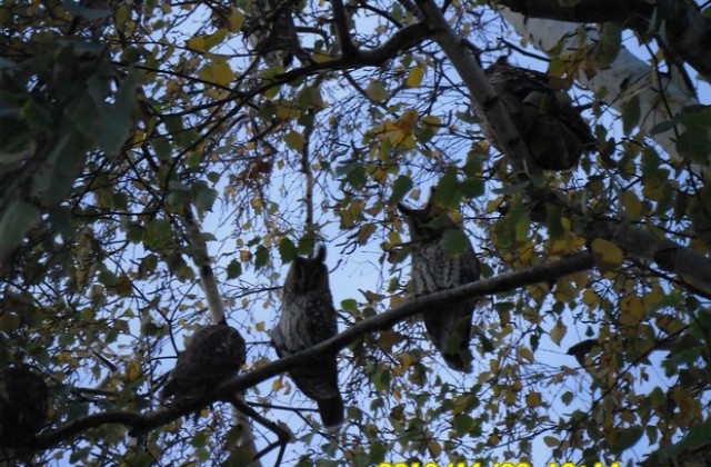 Совите – любимци на Стралджа