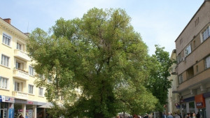 Старият бряст оживява и в изложба на детски рисунки