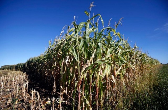 60 тона препарати за растителна защита с изтекъл срок в Пазарджишко