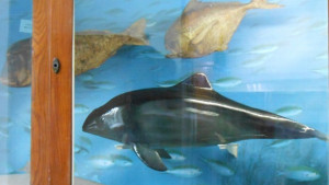 Аквариумът се сдоби с делфин открит при изследвания