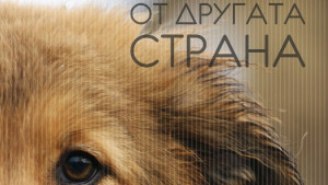 Благотворителна фотоизложба събира пари за нов приют за кучета