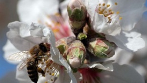 Пчеларите и пчелните семейства са намалели наполовина за десет години