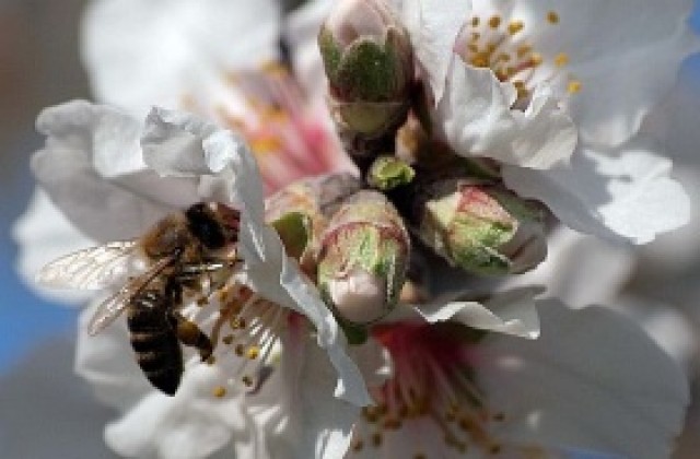 Пчеларите и пчелните семейства са намалели наполовина за десет години