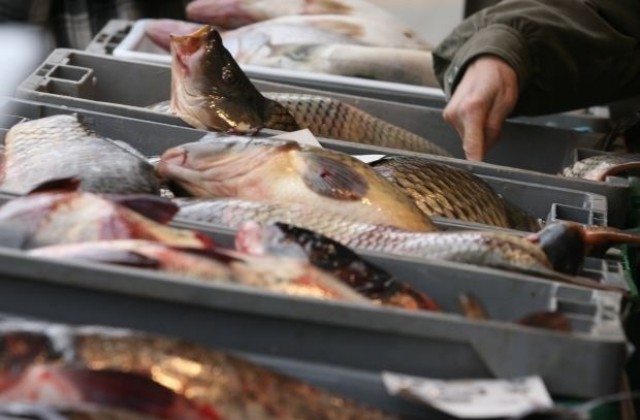 Минимум 1 000 лв. глоба  за нередовните търговци на риба