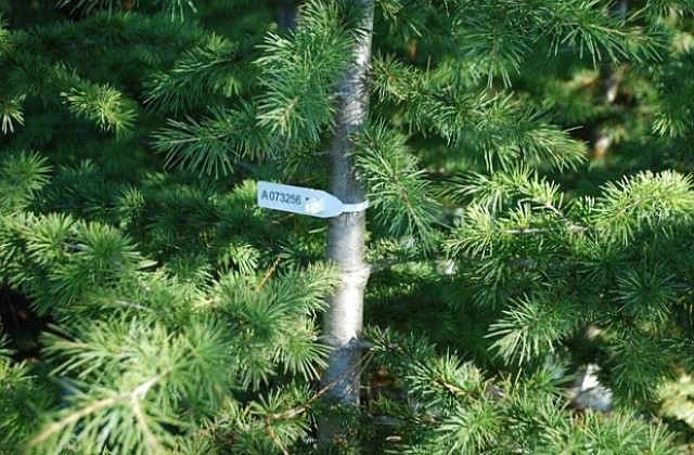 До 30 лева за елха