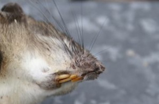 Мишки можело да са причинили пожара в Драмата