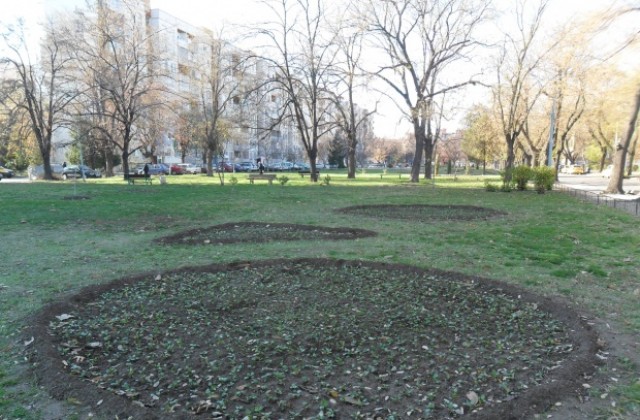 25 хил. теменужки ще красят „Южен”