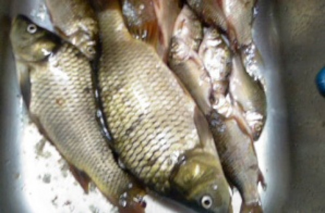 Конфискувана риба, дарена на децата в Дом „Асен Златаров“