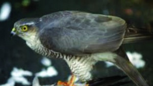 Спасиха ястреб влетял в хипермаркет