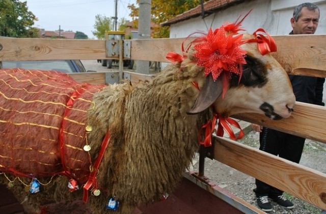 Откраднаха овце и коч от Белозем