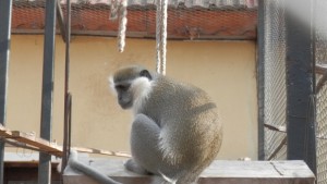 Маймуната в павликенския зоокът вече се топли на парно