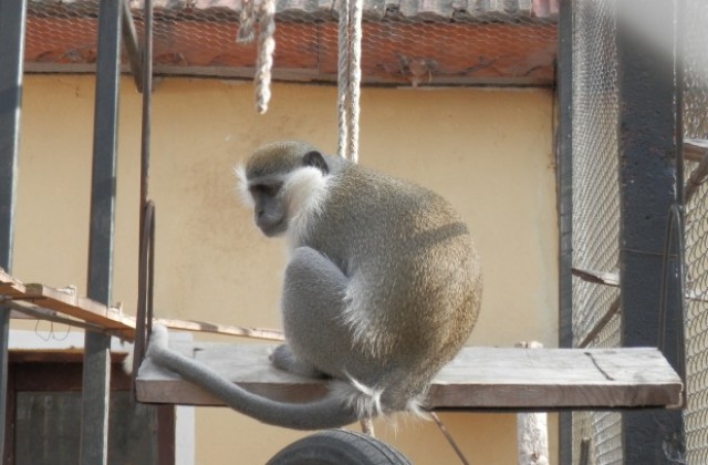 Маймуната в павликенския зоокът вече се топли на парно