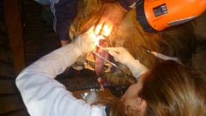 Лъвът Симба се възстановява след първата по рода си у