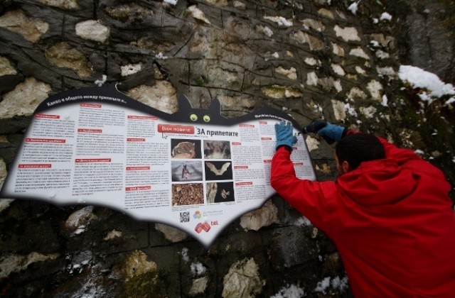 Какво е общото между прилепите и граф Дракула, обяснява фондация Биоразнообразие