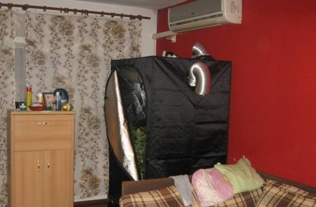 Оранжерия за марихуана в „Славейков”