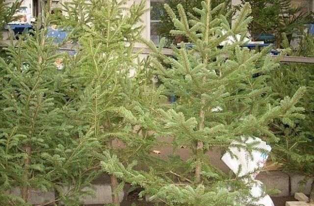 Kонфискуваха нередовни коледни елхи
