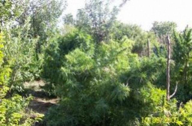 Намериха марихуана у мъж