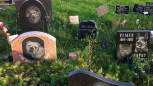 Игуана синигер и зайци в гробището за домашни любимци