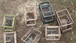 РИОСВПлевен освободи птици от защитени видове използвани за примамка
