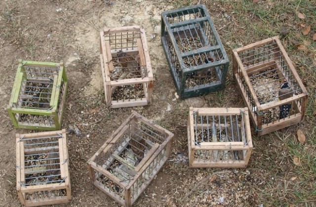 РИОСВ-Плевен освободи птици от защитени видове, използвани за примамка