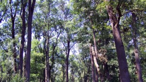 Засаждат гора Велика България край Варна