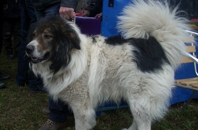 Намаляват такса „куче в Пловдив