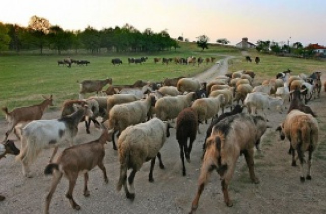 Правителството дава 15 млн. лв. за национални доплащания на фермерите