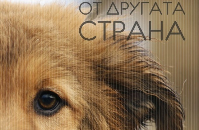 Animal Rescue Sofia успя да събере над 200 000 евро за нов кучешки приют