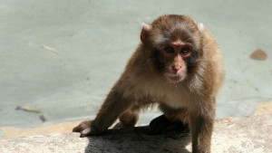 Маймунките в зоопарка с коледни подаръци