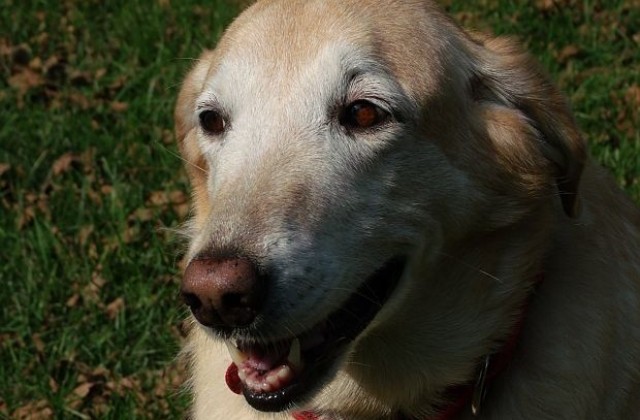 Кучетата разпознават стопаните си и на снимка