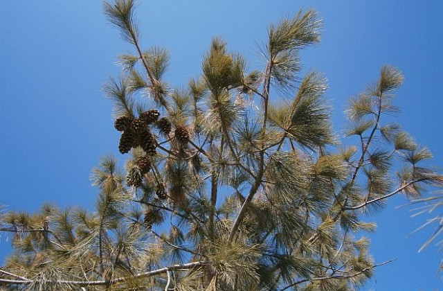 До 10 градуса на Коледа