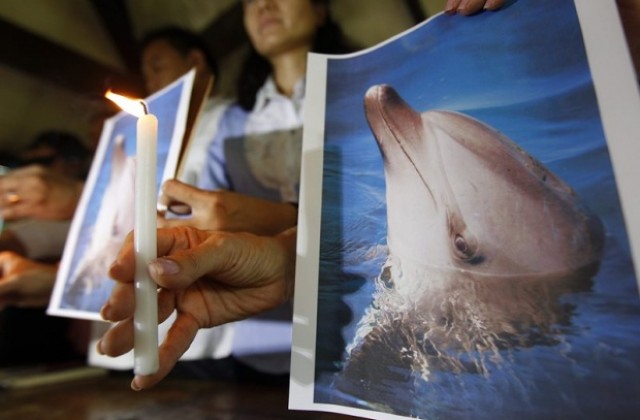 1000 делфина са загинали край бреговете на САЩ