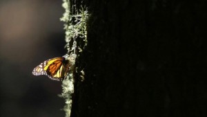 10 неща които учените не могат да обяснят