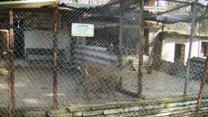 5 000 лв приходи от зоопарка животните са увеличени с