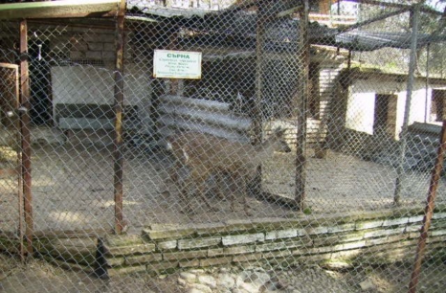 5 000 лв приходи от зоопарка, животните са увеличени с 2 вълка и 1 муфлон