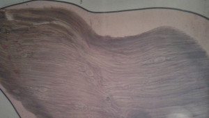 Трихинелоза в диво прасе от Червена ябълка