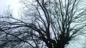 Облачно без валежи