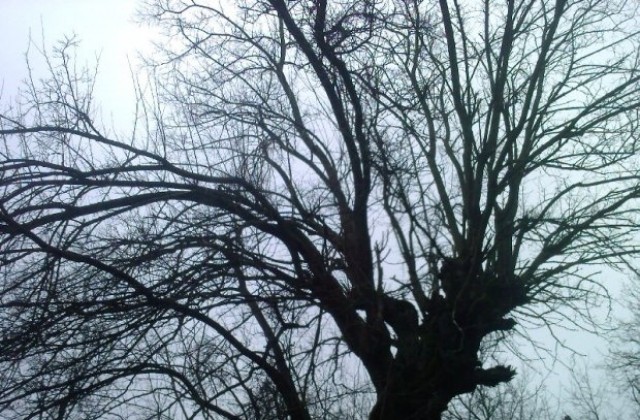 Облачно, без валежи