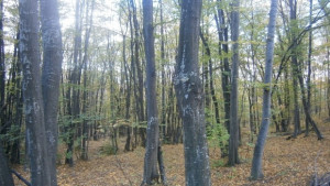 Габрово без мъгла