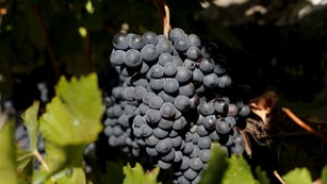 България в топ 3 на вносителите на турски плодове