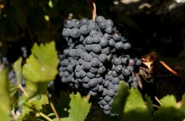 България в топ 3 на вносителите на турски плодове