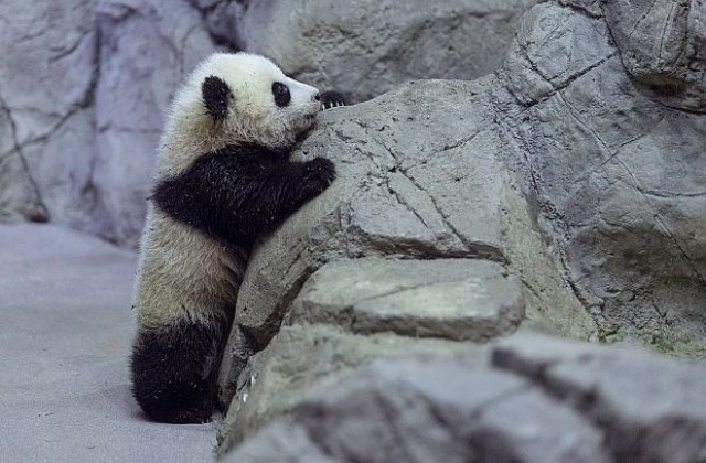 Бебето панда Бао Бао направи медийния си дебют (снимки)
