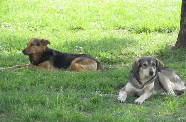 Нов случай на убити домашни кучета