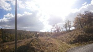 В цялата страна има мъгла в област Габрово слънчево време
